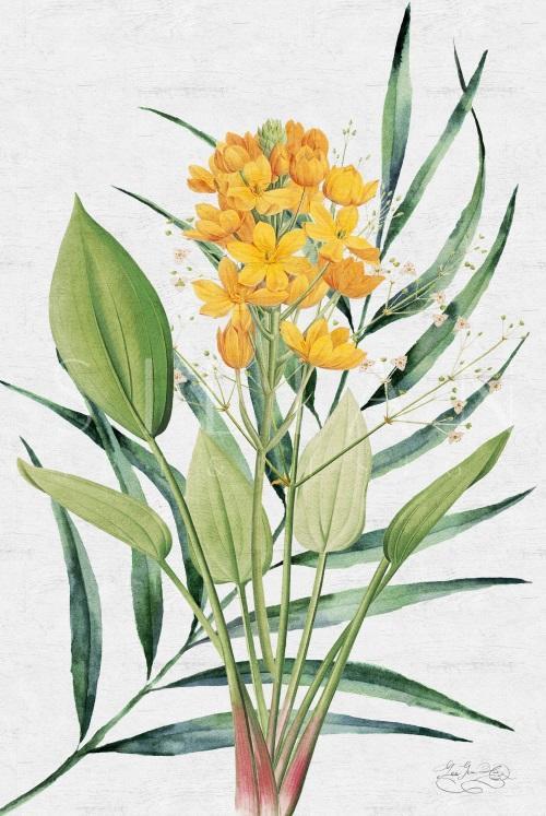 Tropical Variety I